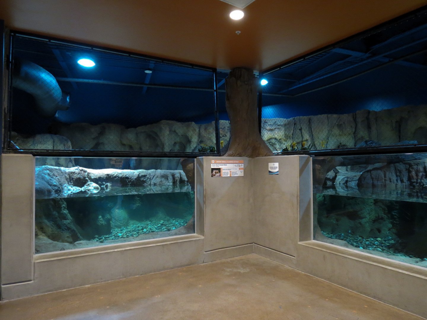 Otter Banks - Asian Small-clawed Otter Exhibit