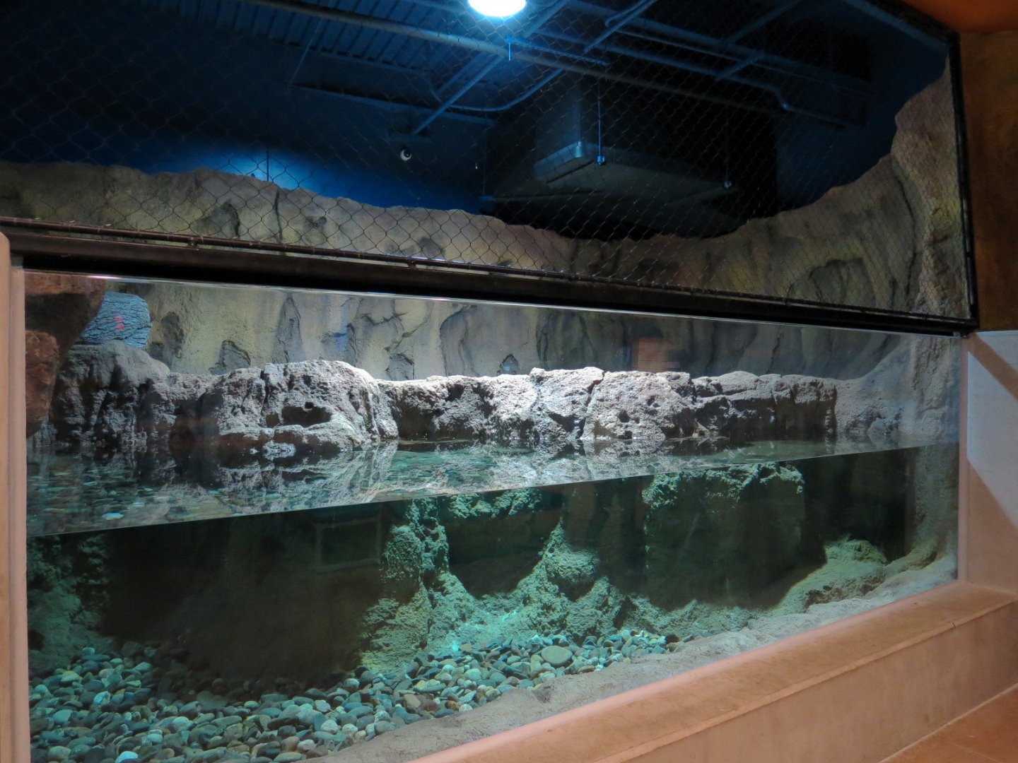 Otter Banks - Asian Small-clawed Otter Exhibit