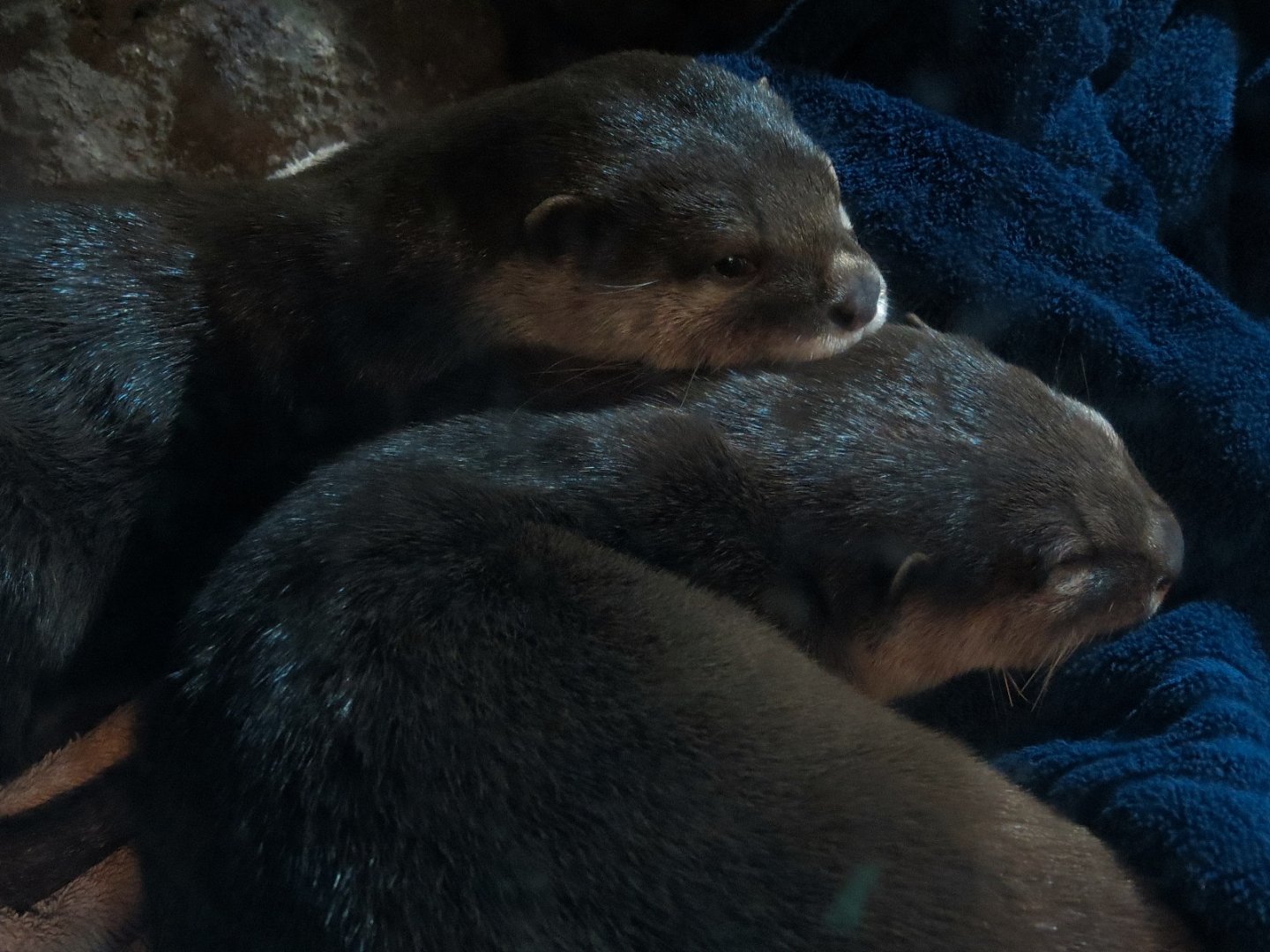 Otter Banks - Asian Small-clawed Otter Exhibit