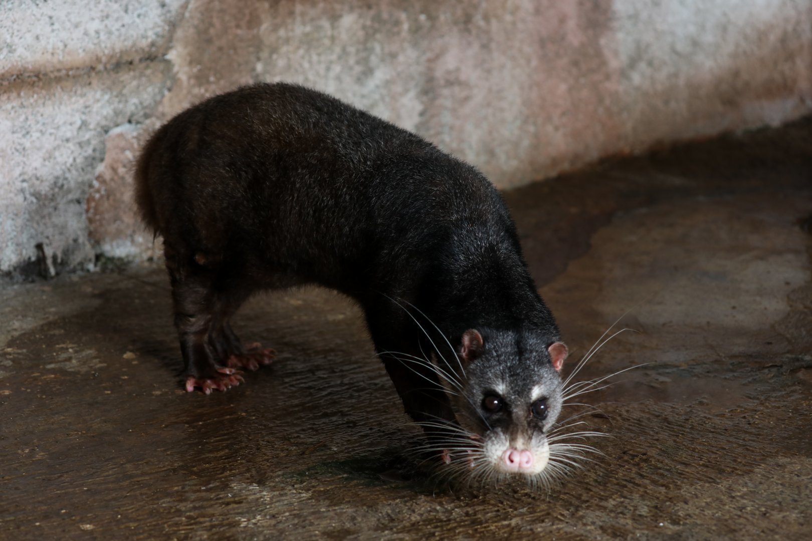 Otter Civet (Cynogale bennettii)