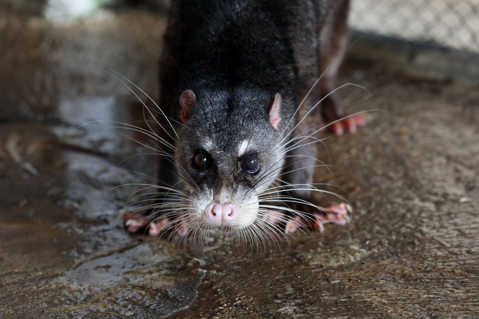 Otter Civet (Cynogale bennettii)