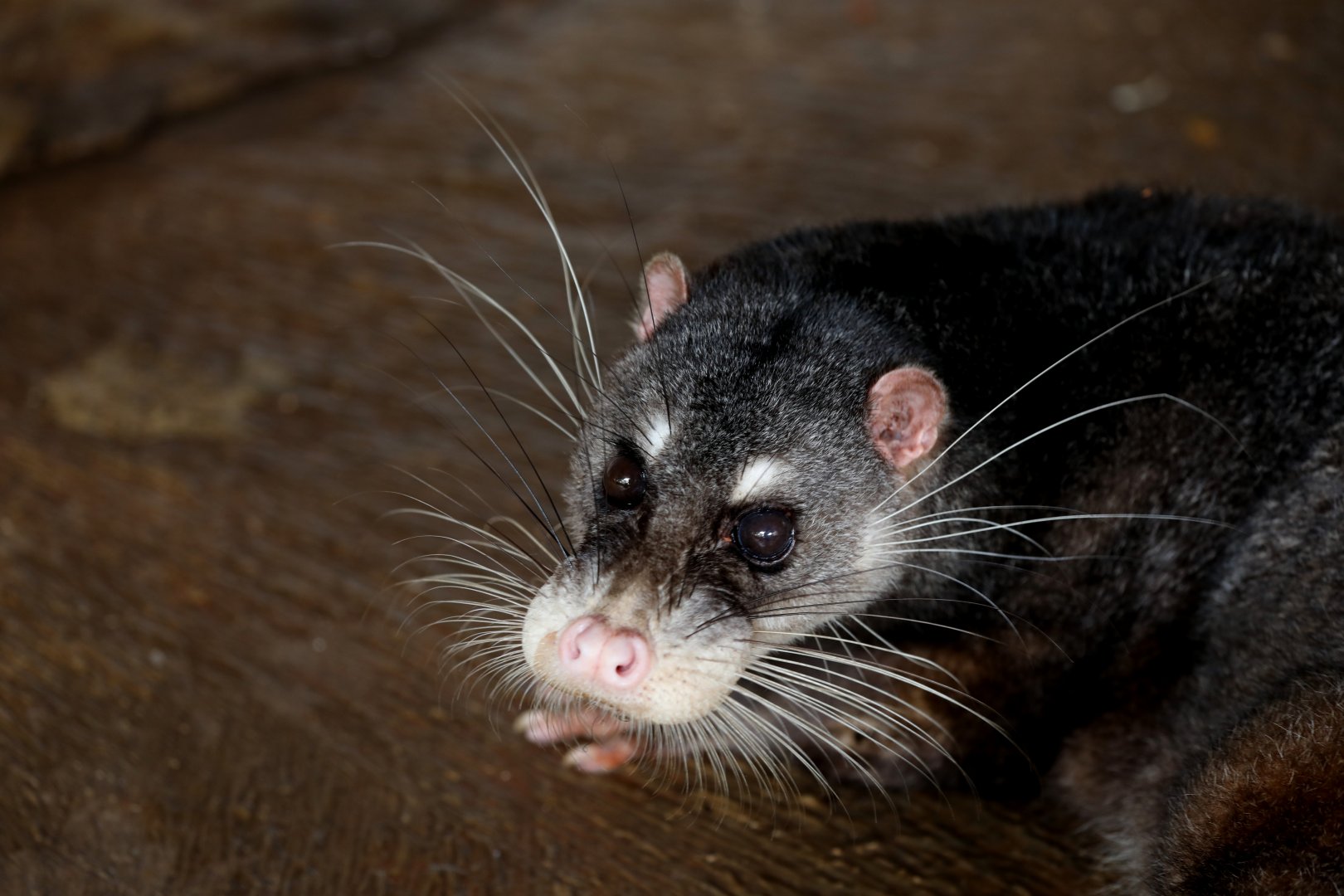 Otter Civet (Cynogale bennettii)