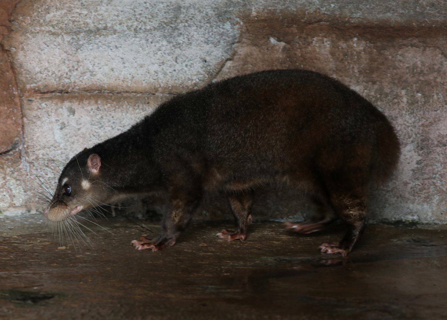 Otter Civet (Cynogale bennettii)