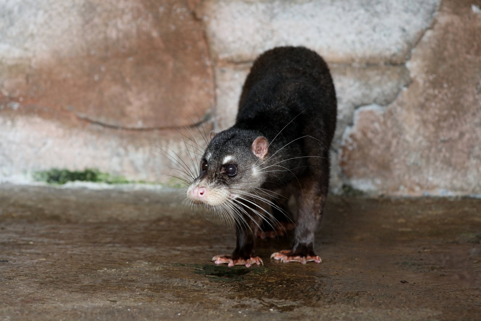 Otter Civet (Cynogale bennettii)