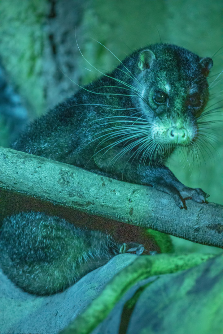 Otter civet (Cynogale bennettii)