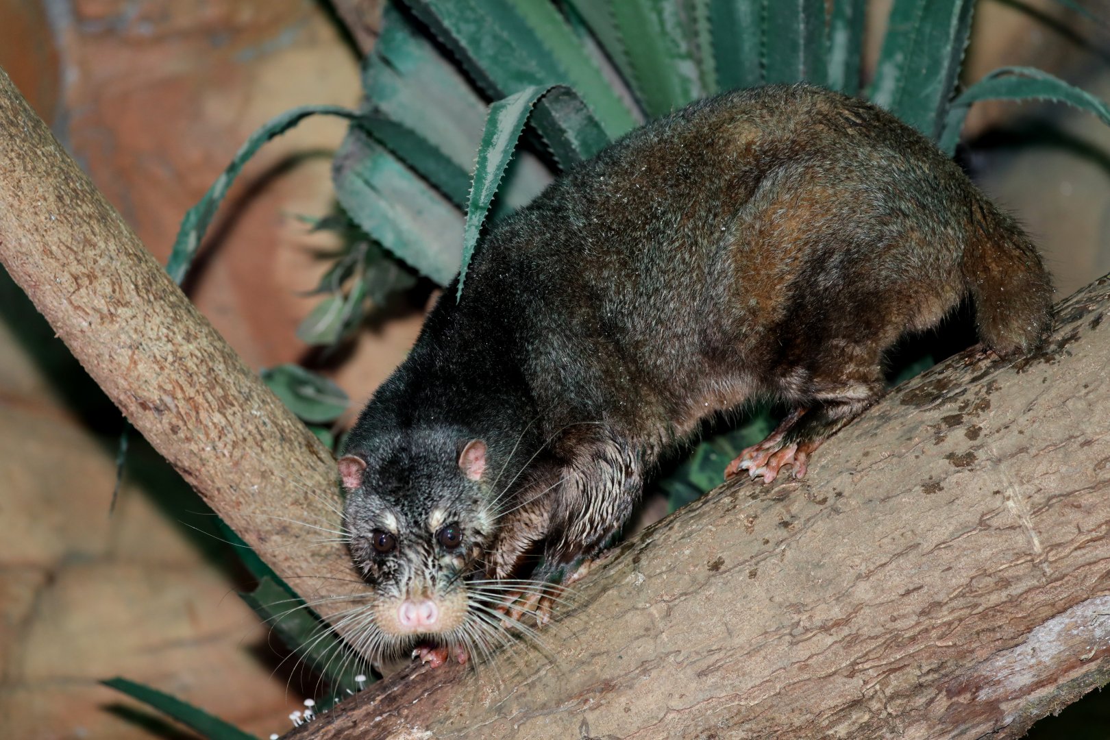 otter civet (Cynogale bennettii)