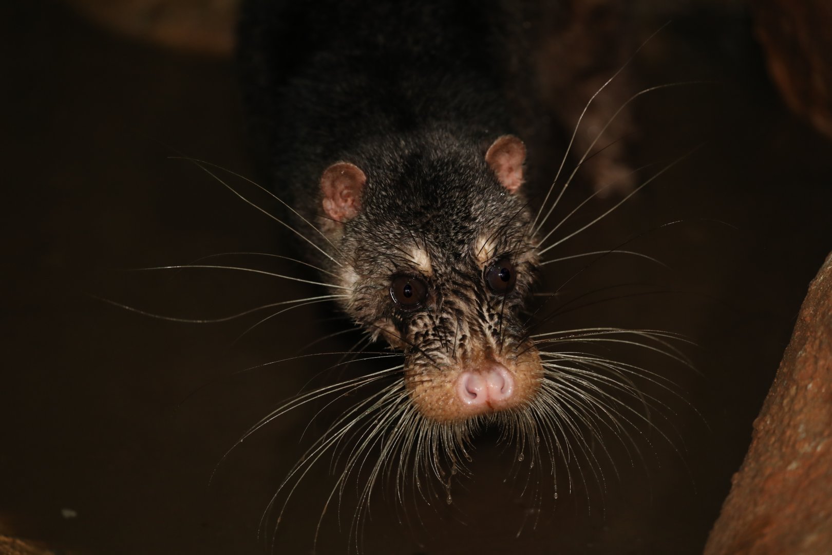 otter civet (Cynogale bennettii)