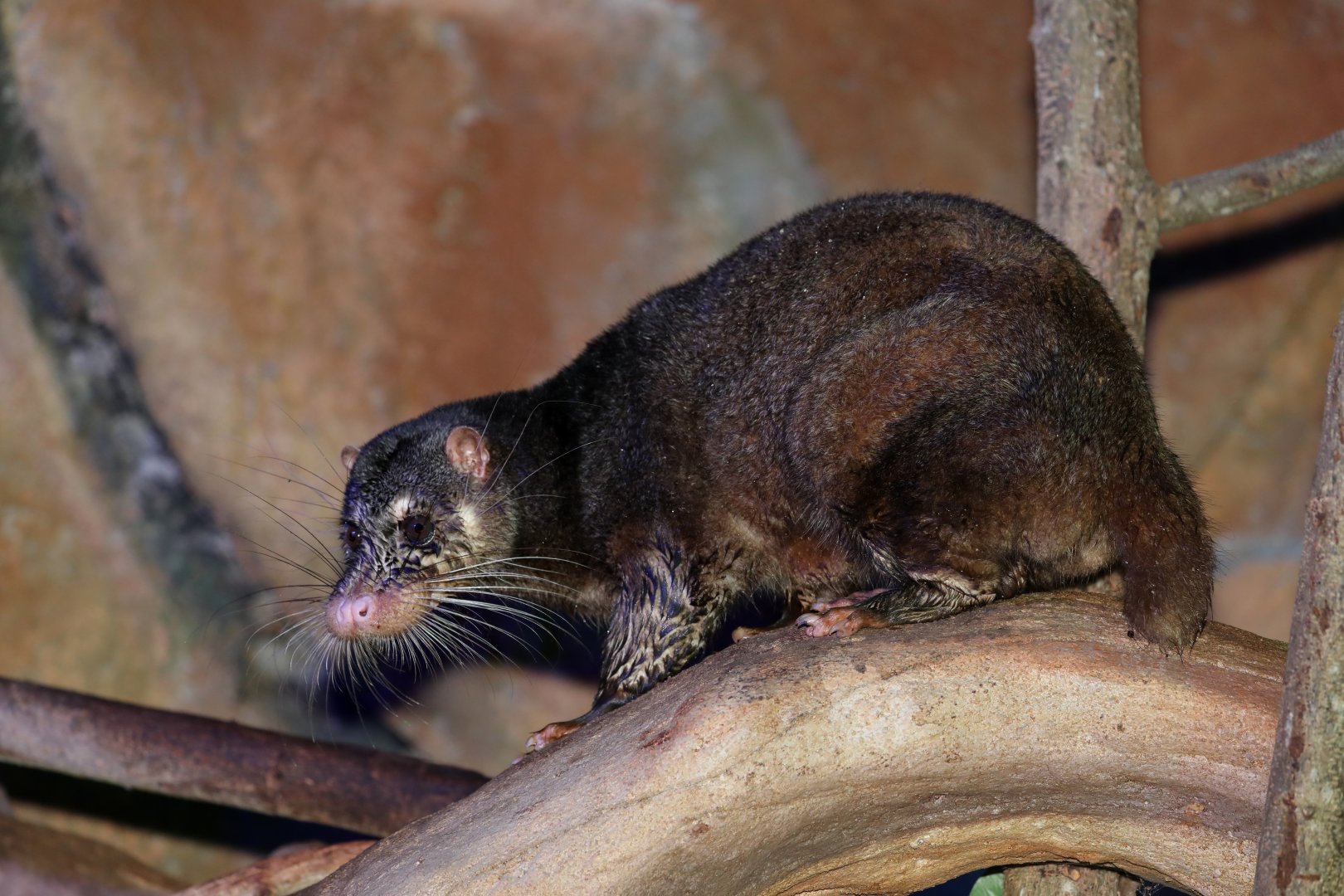 otter civet (Cynogale bennettii)