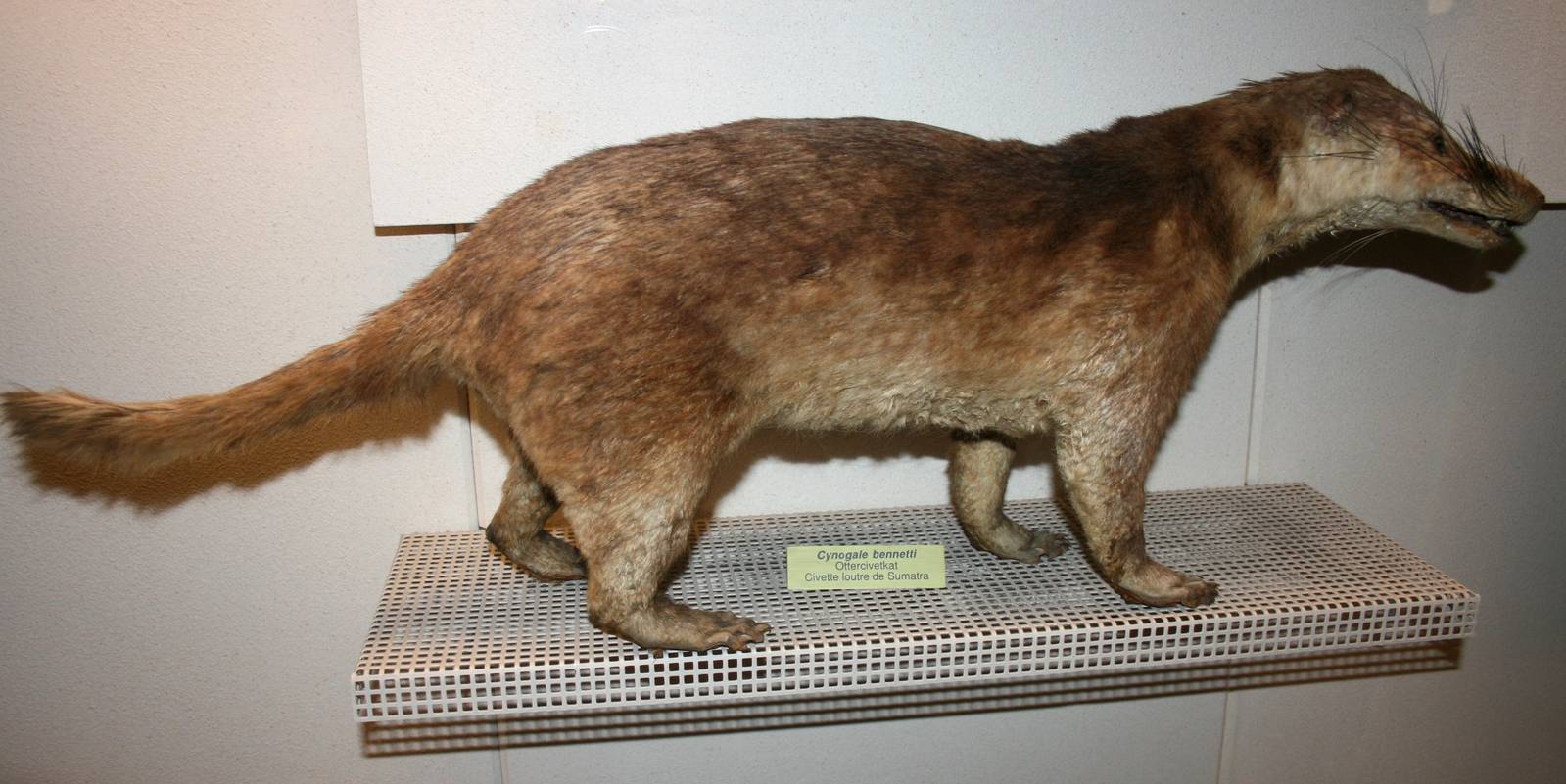 Otter civet; Natural History Museum Brussels; 14th May 2010