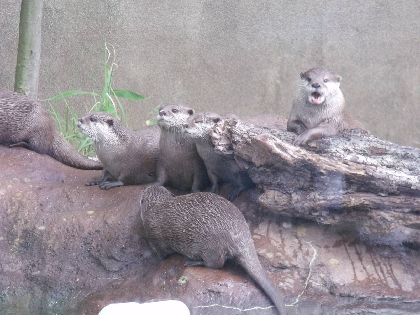 Otter clan outside