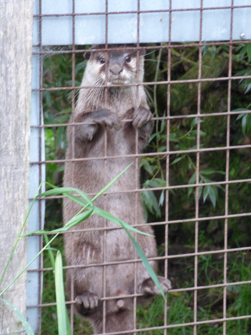 Otter Climbing