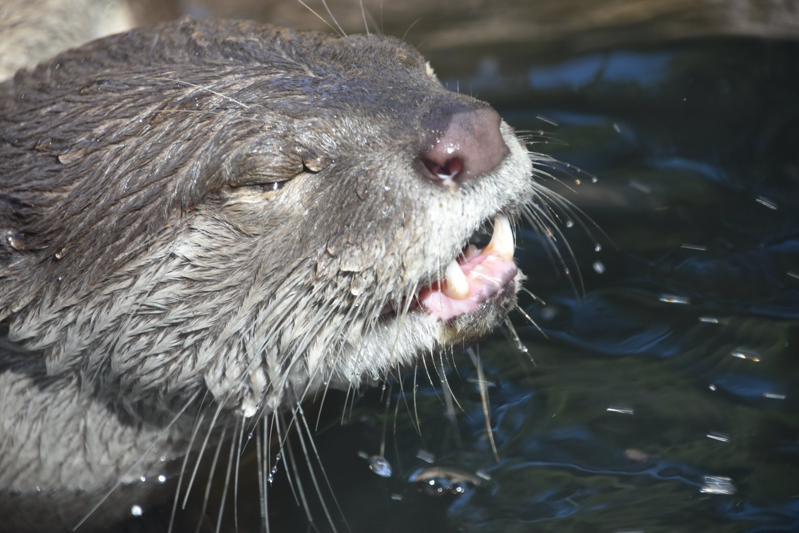 Otter close up
