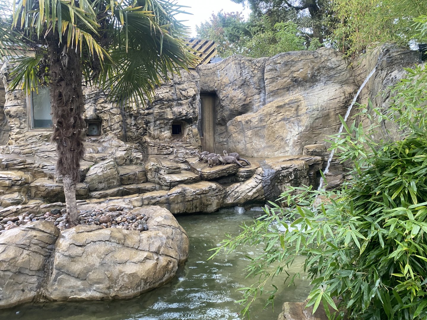 Otter Creek - Indochinese smooth-coated otters 110925