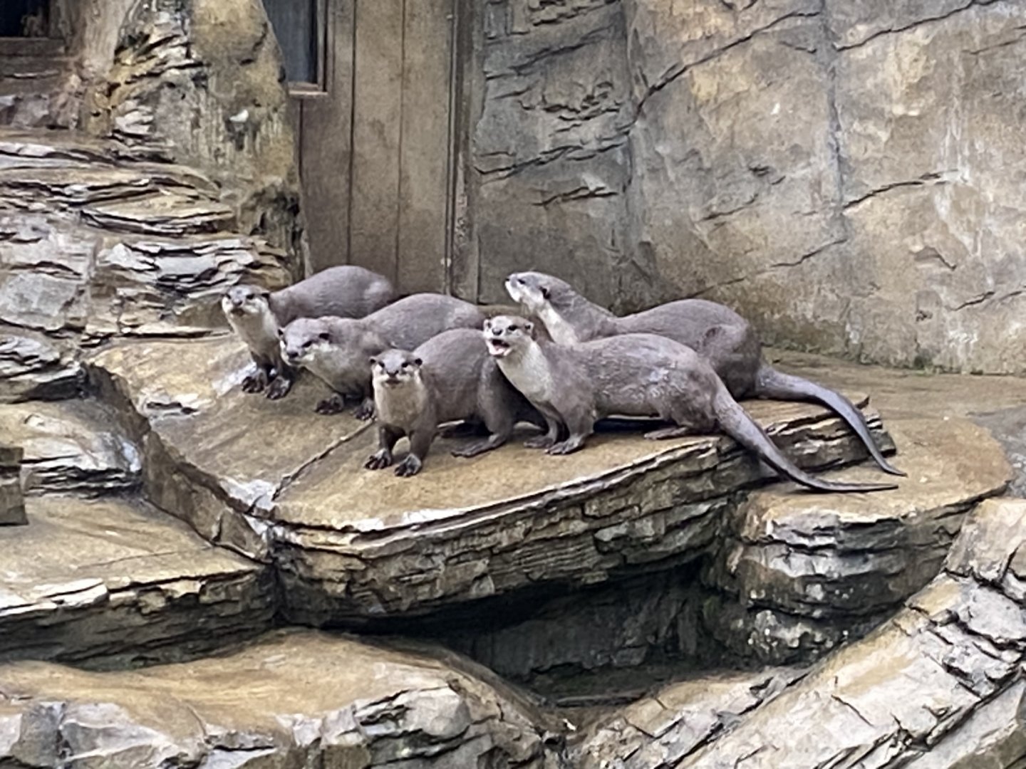 Otter Creek - Indochinese smooth-coated otters 110925