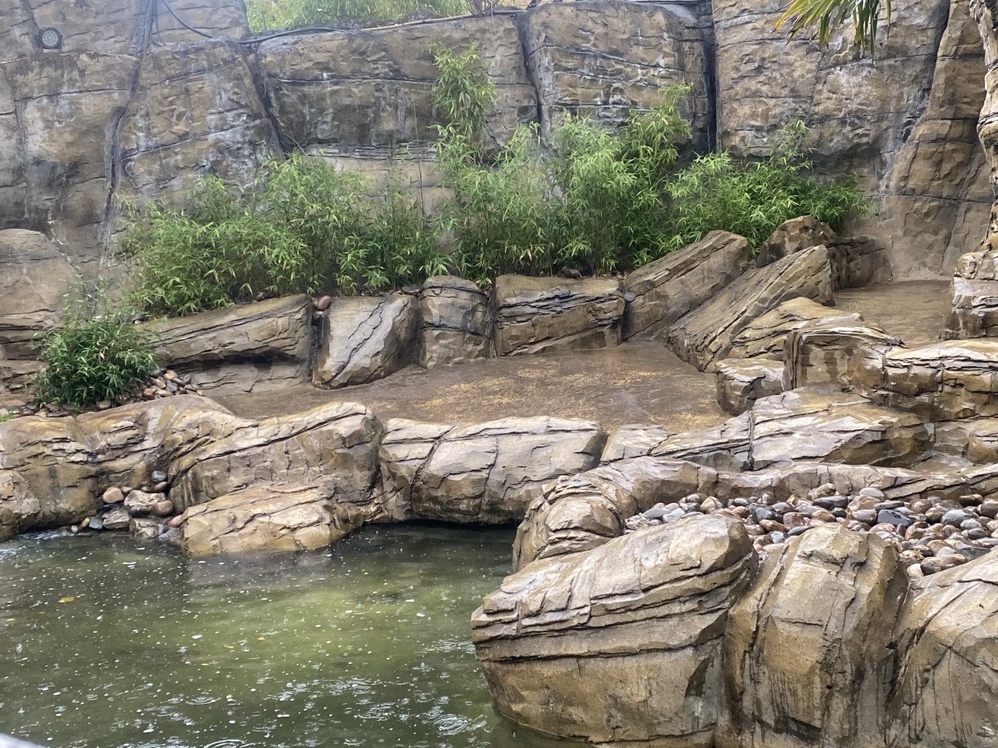 Otter Creek - Indochinese smooth-coated otters 110925