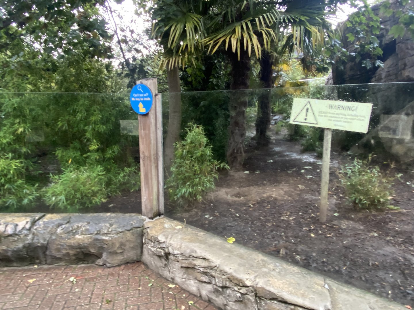 Otter Creek - Indochinese smooth-coated otters 110925