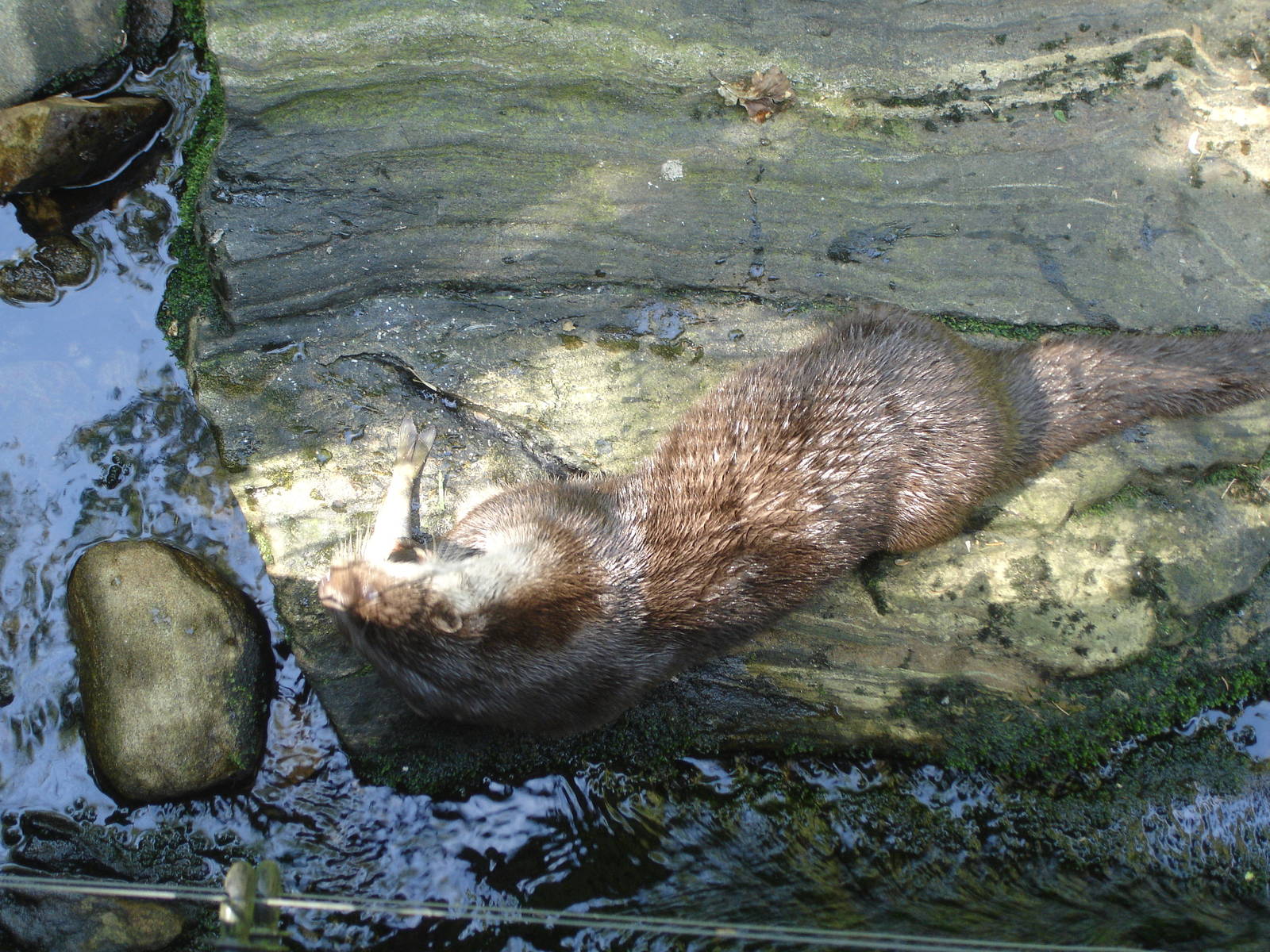 Otter eating