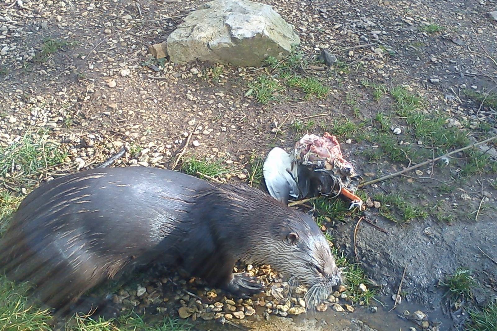 otter eats mallard
