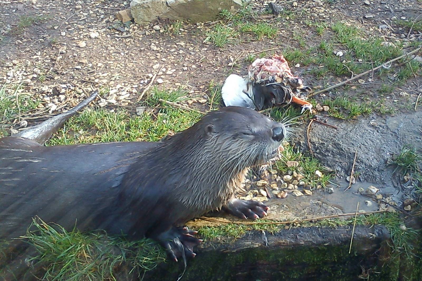 otter eats mallard