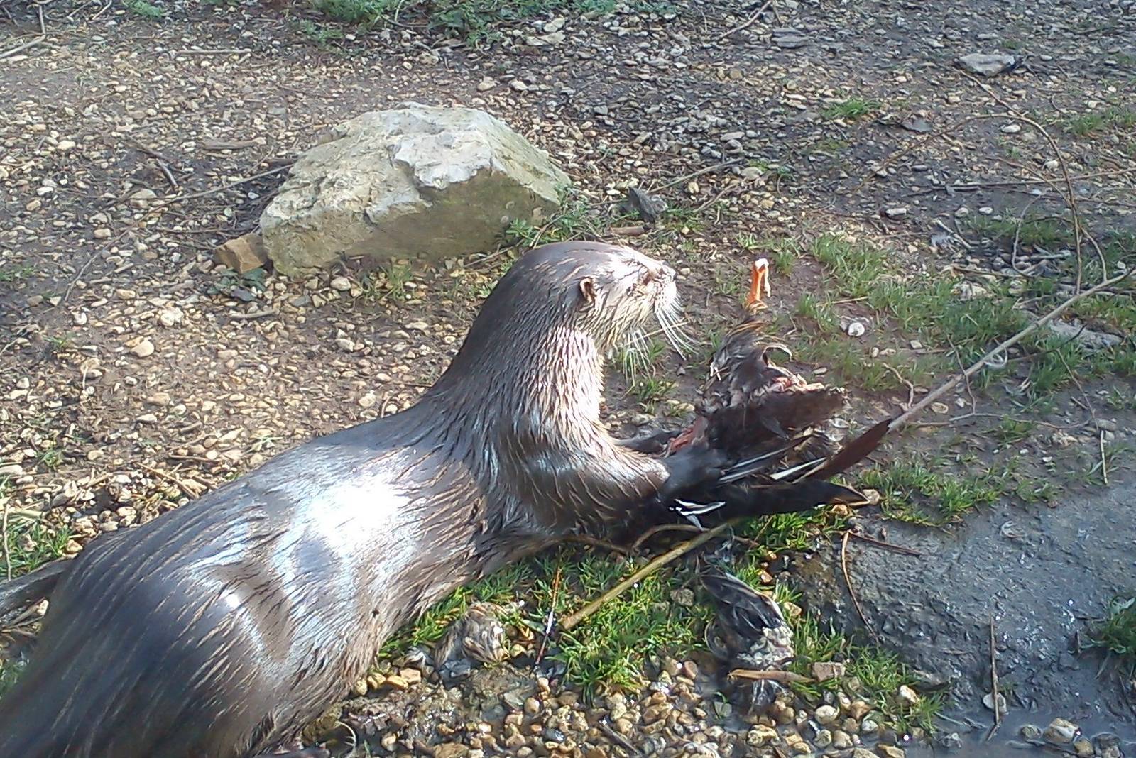 otter eats mallard