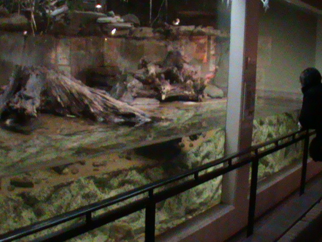 Otter enclosure 061110