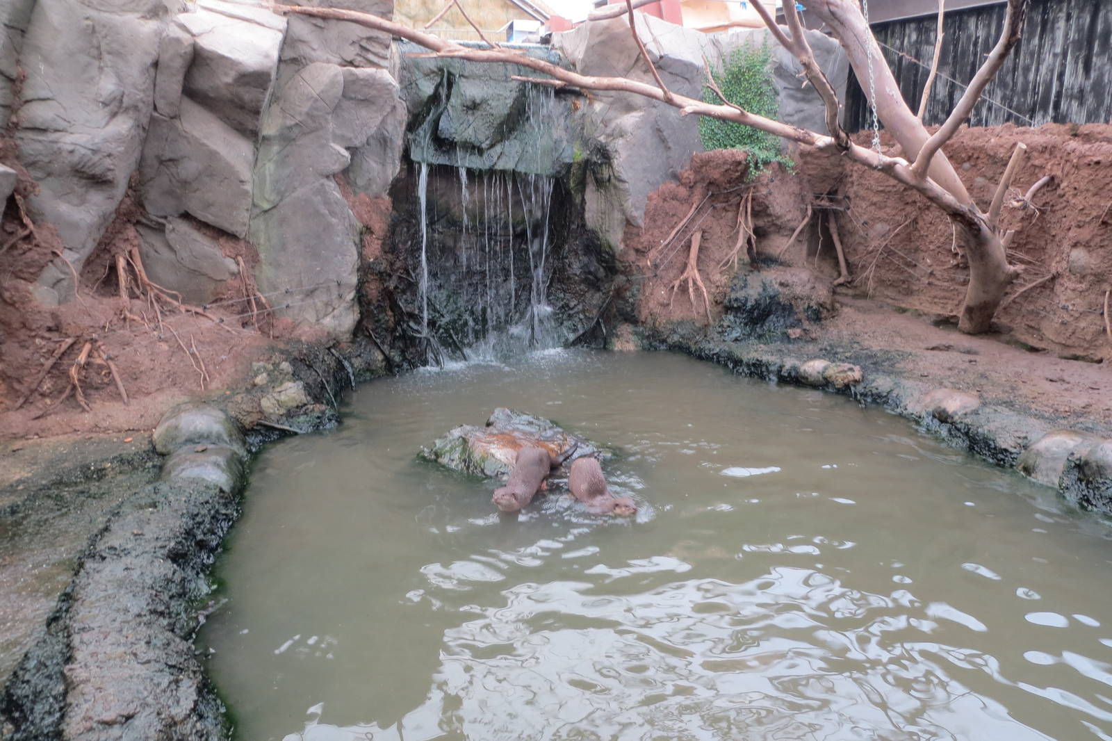 Otter enclosure 10/14