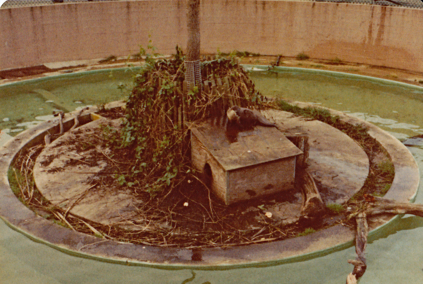 Otter enclosure - 1981