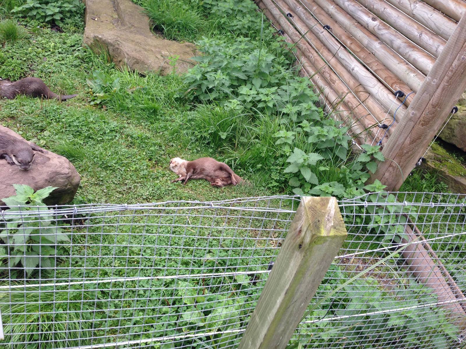 Otter Enclosure at Blue Planet Aquarium - 05/10/2013
