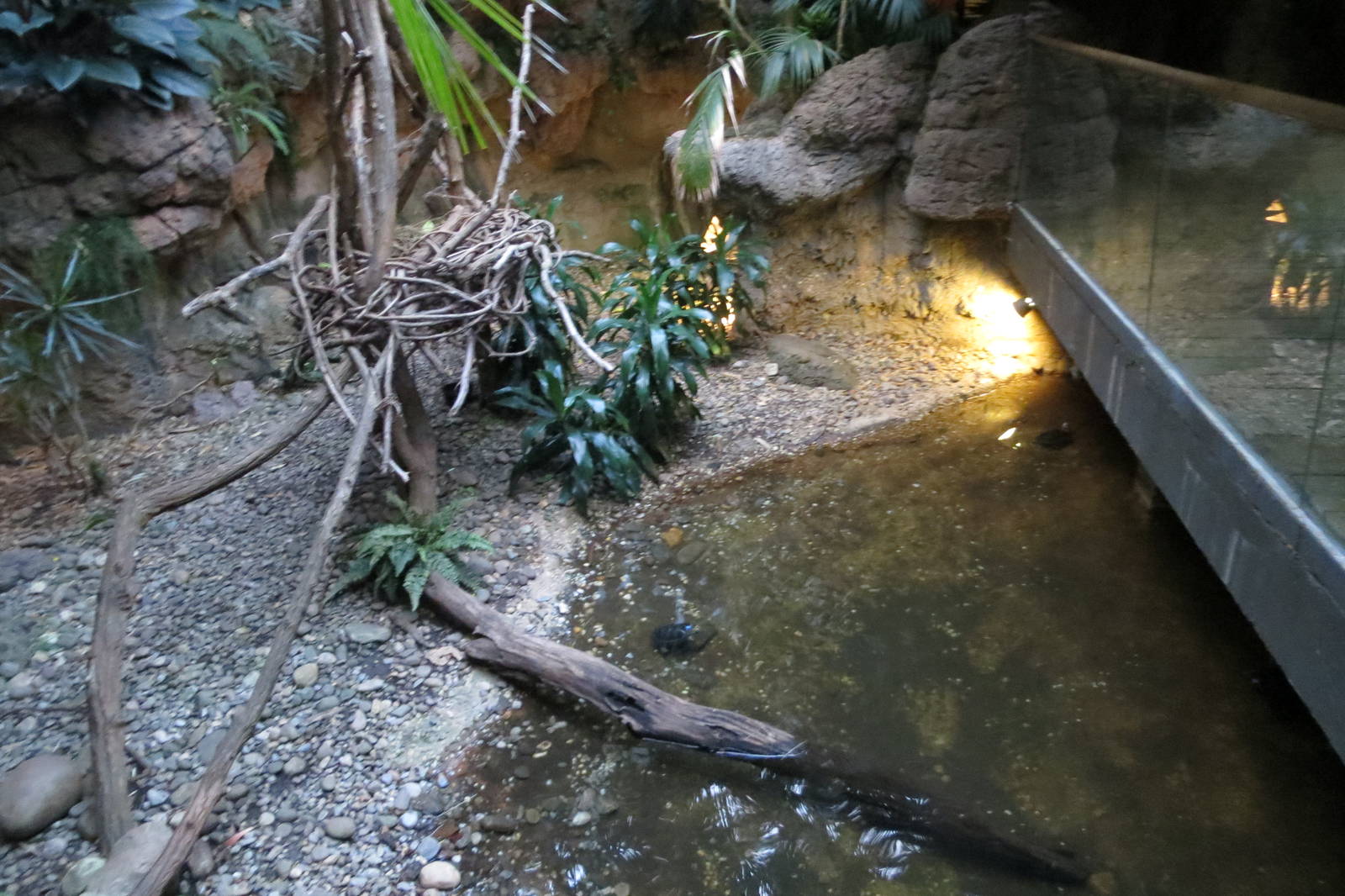 Otter enclosure - Jungle World 031215
