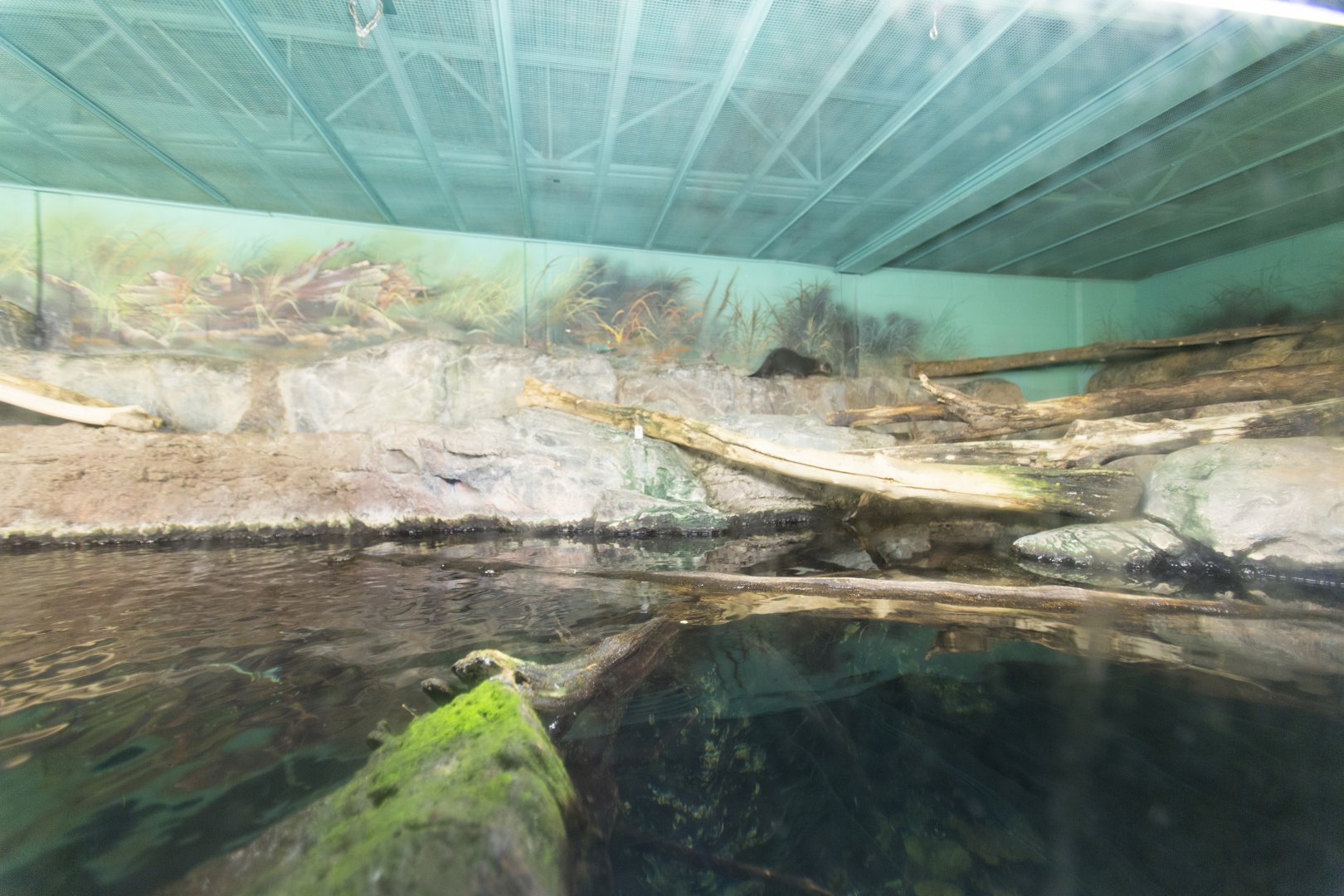 Otter enclosure