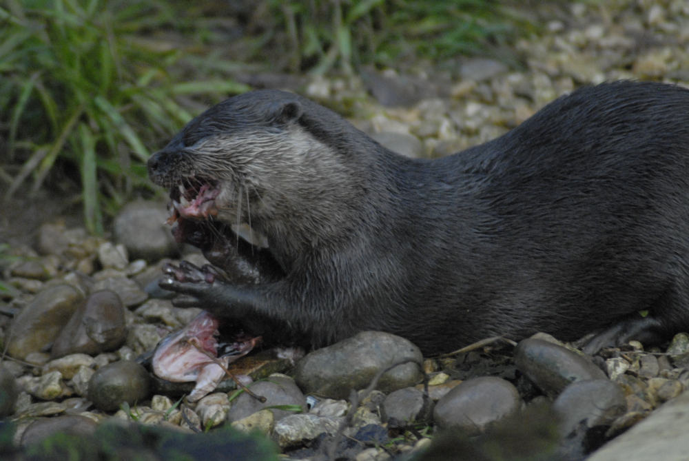 Otter enjoying a fish - 2021