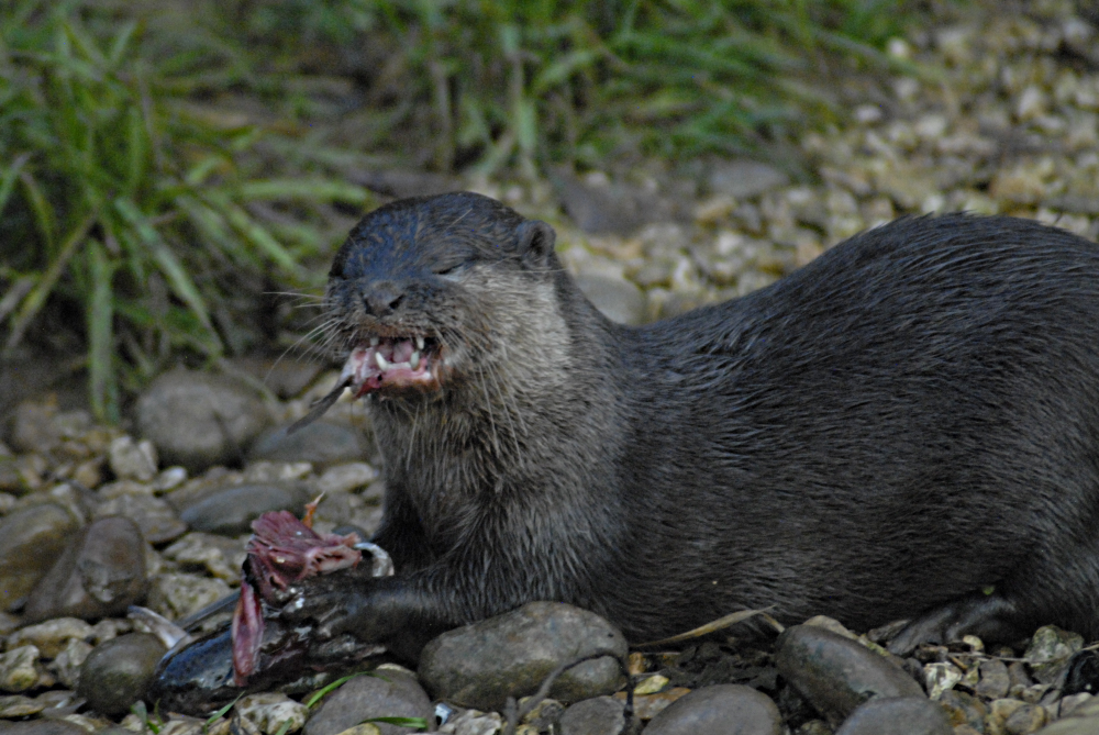Otter enjoying a fish II - 2021