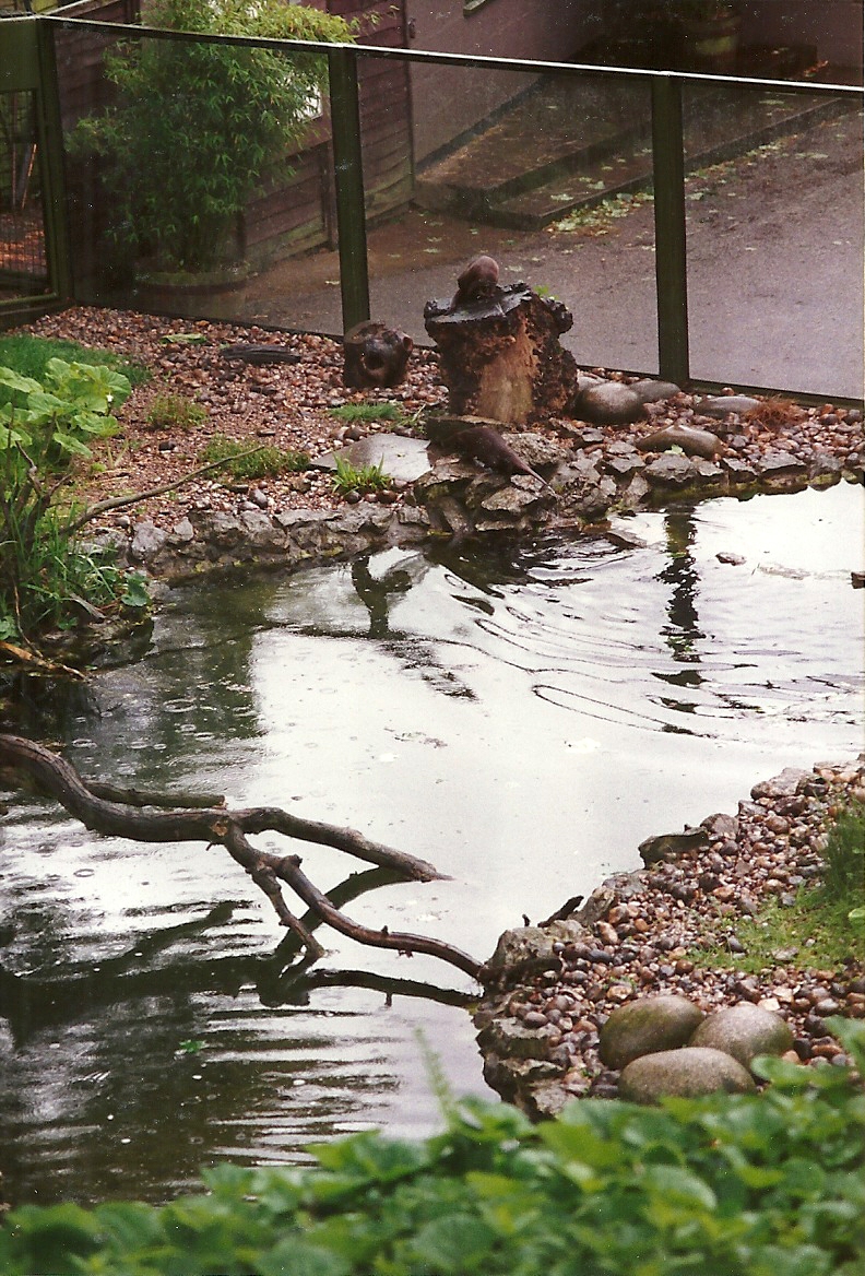 Otter exhibit 4th June 1994