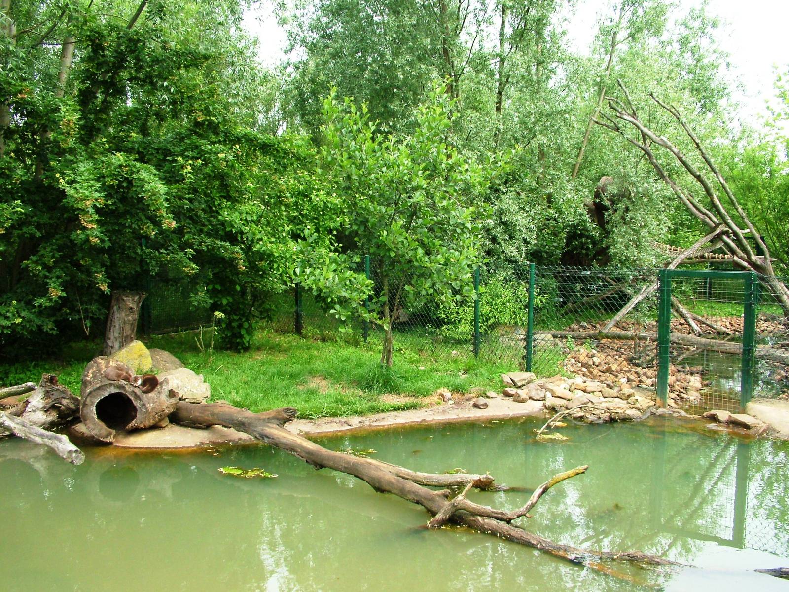 Otter Exhibit at Dierenrijk, 31/05/12