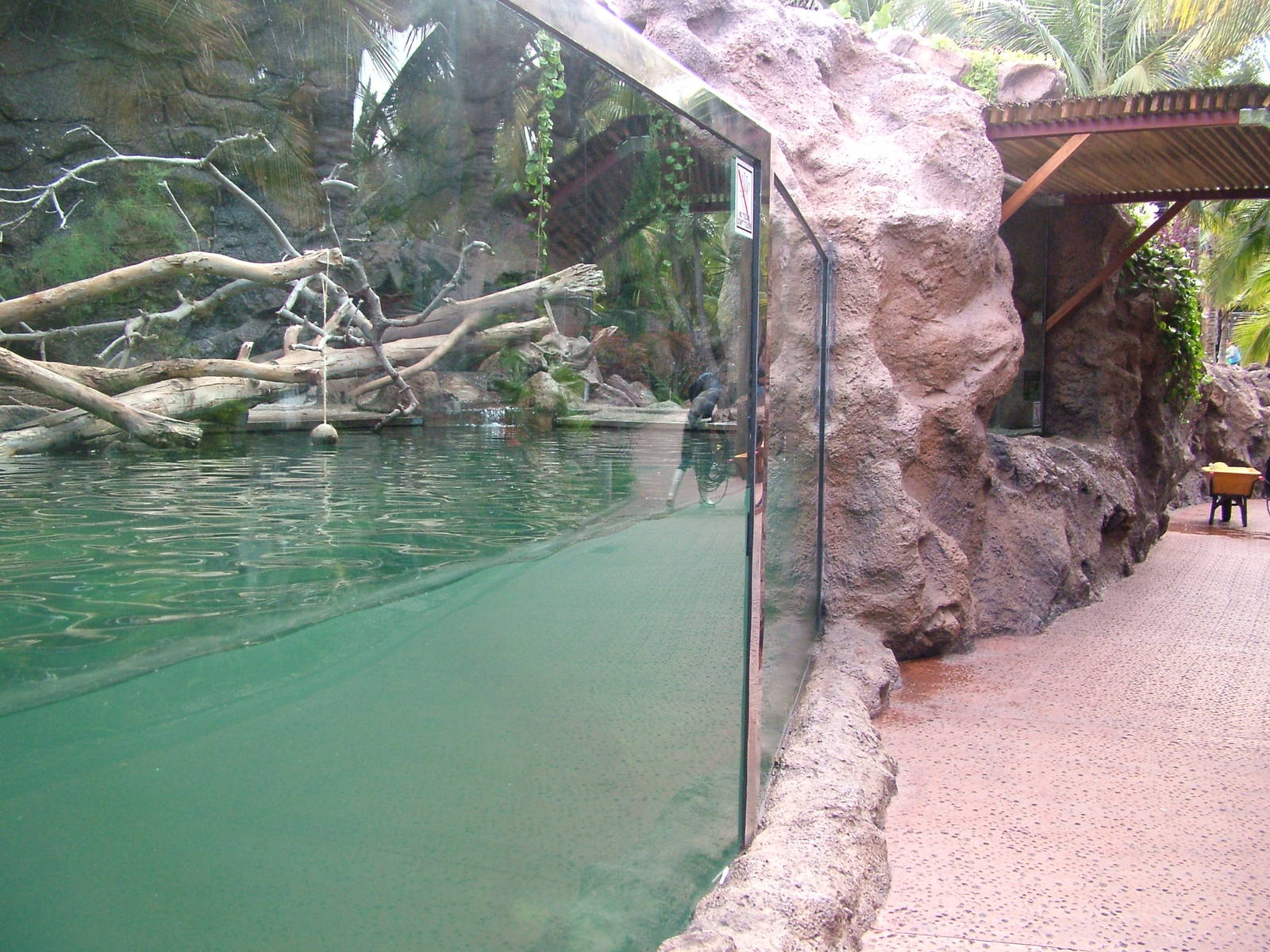 Otter Exhibit at Loro Parque, 08/11/10
