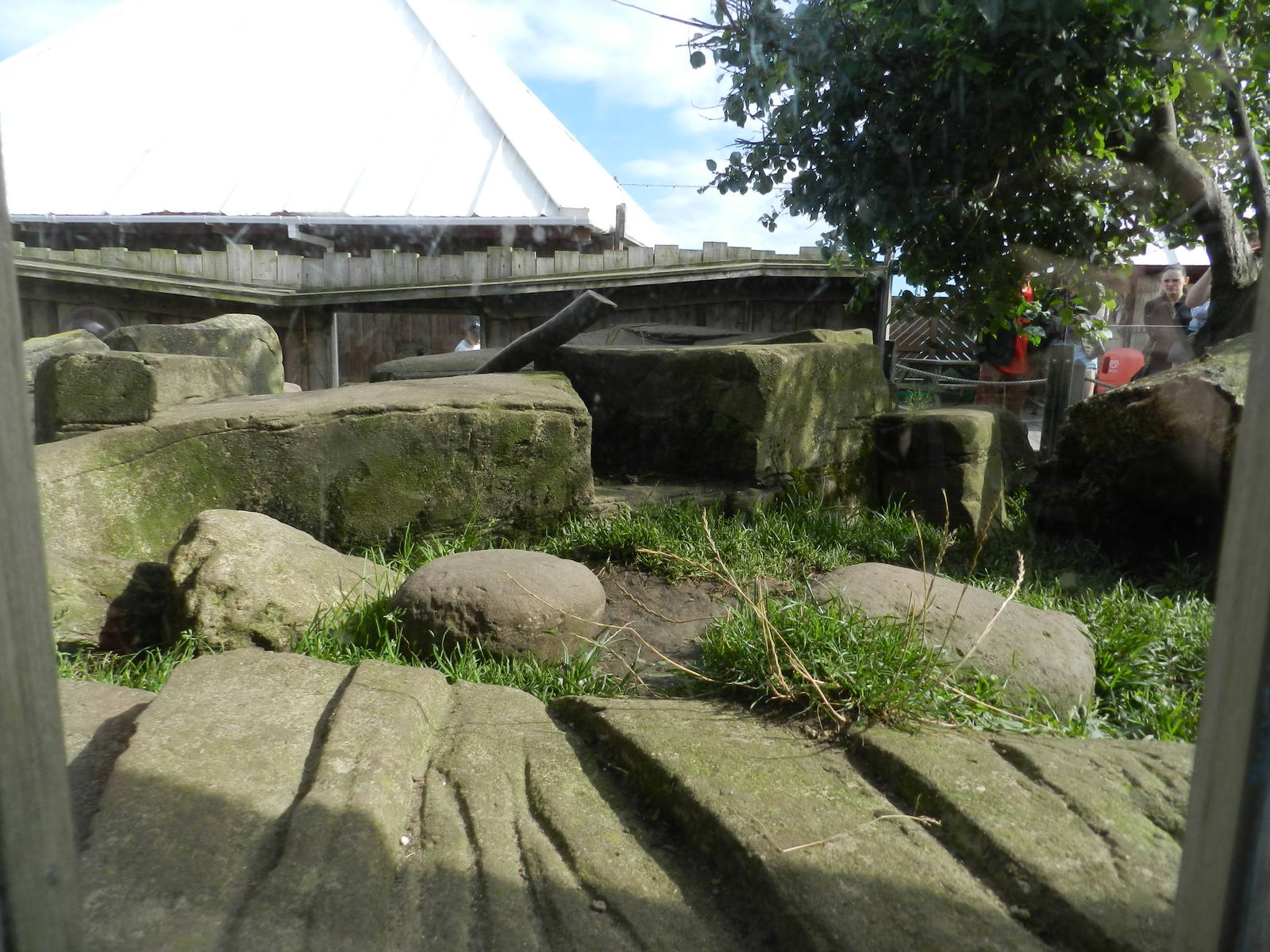 Otter Exhibit at SEA LIFE Scarborough - 26/08/2012