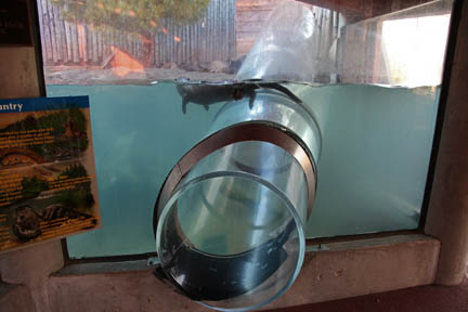 otter exhibit - Feb 2012