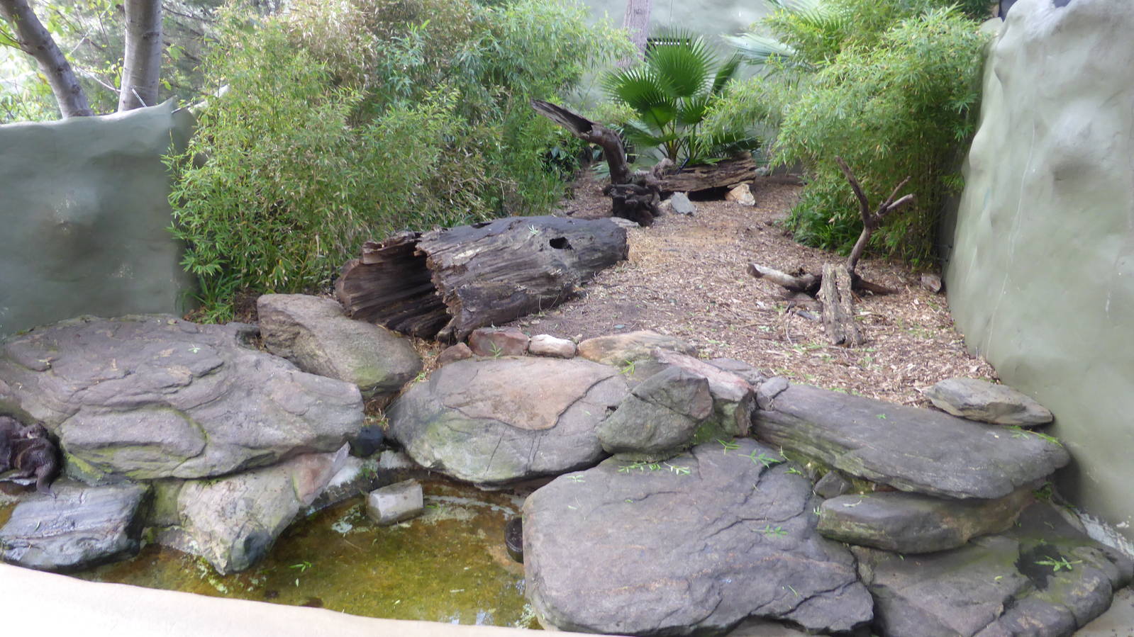 Otter exhibit