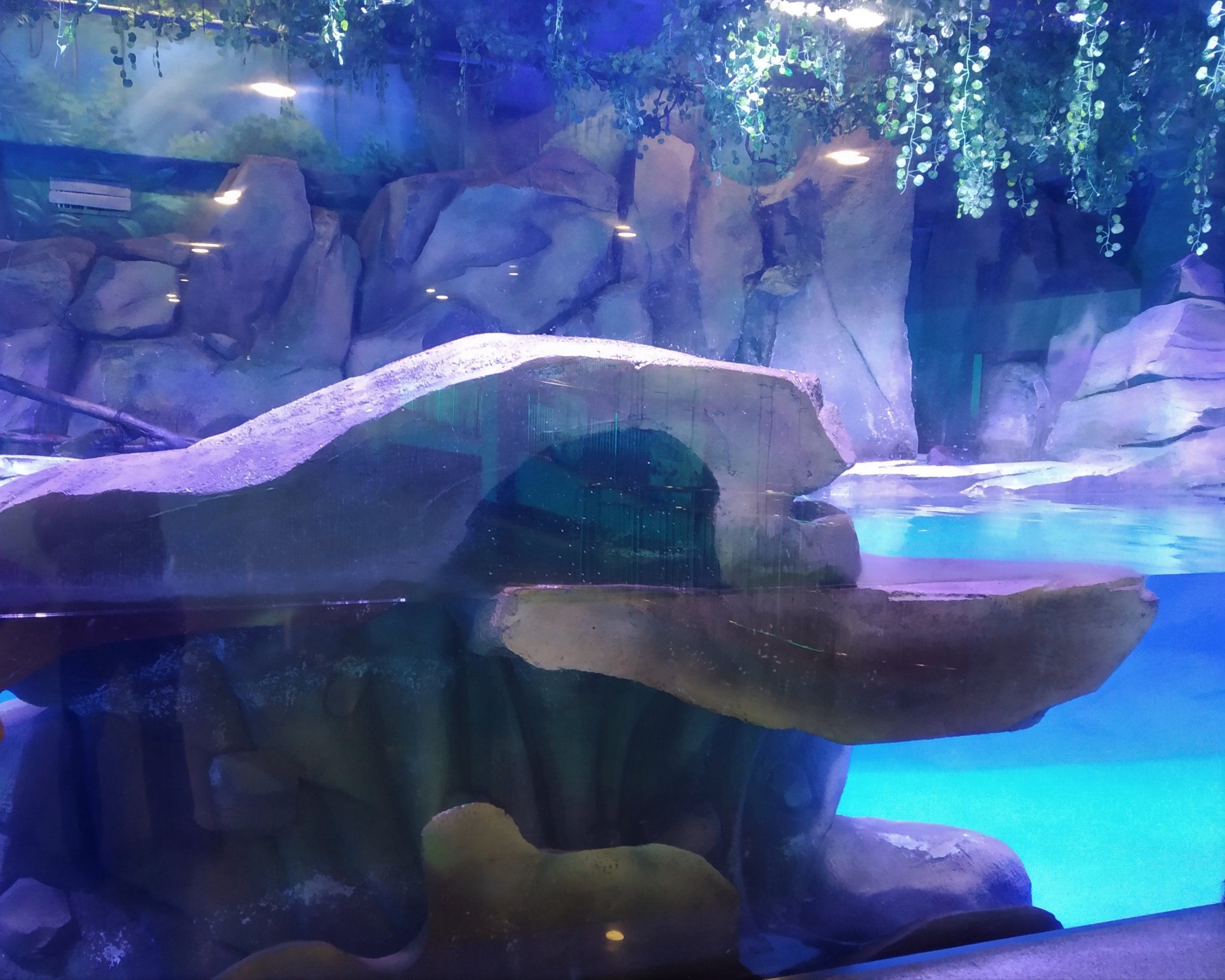 Otter Exhibit