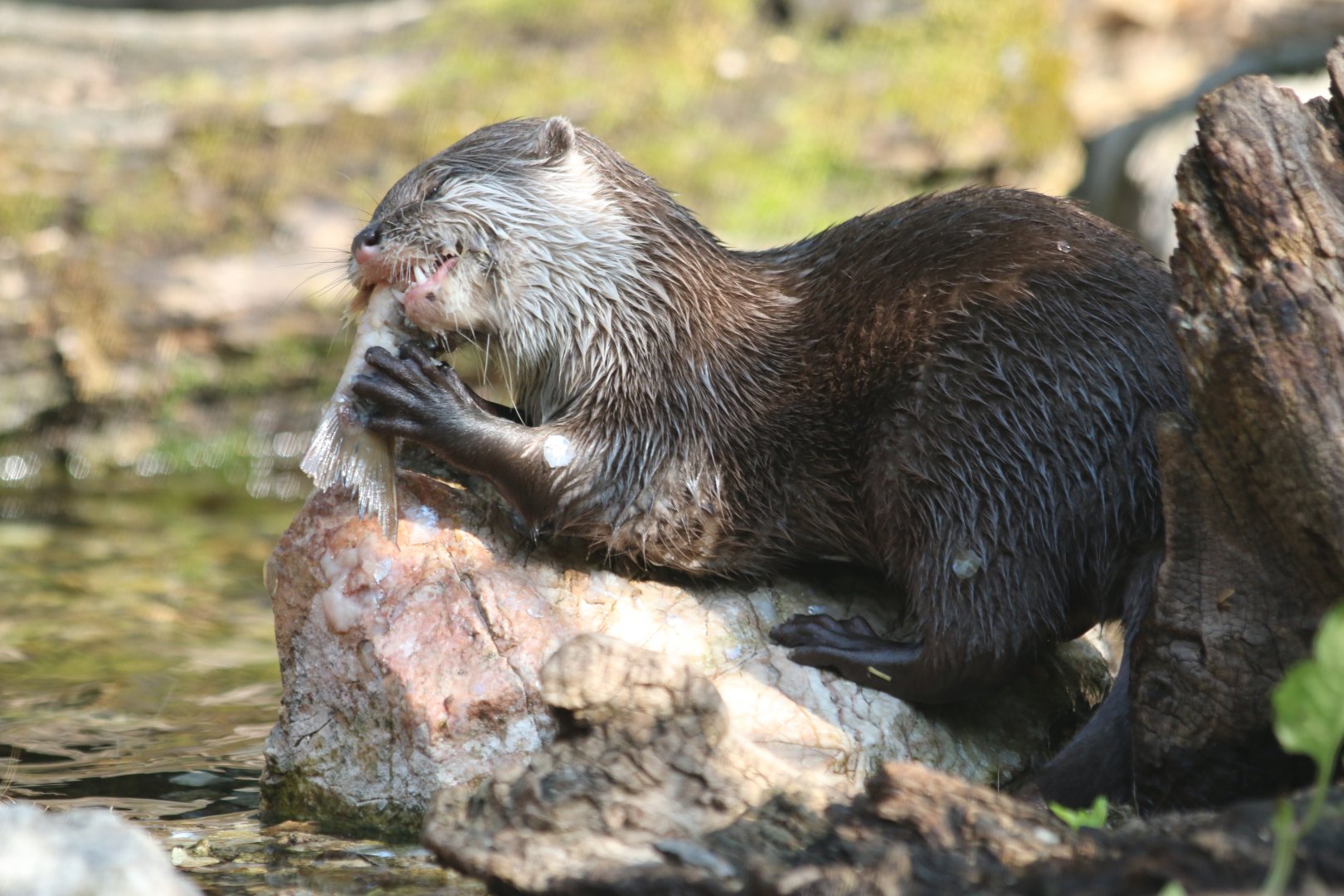 Otter Feeding Time
