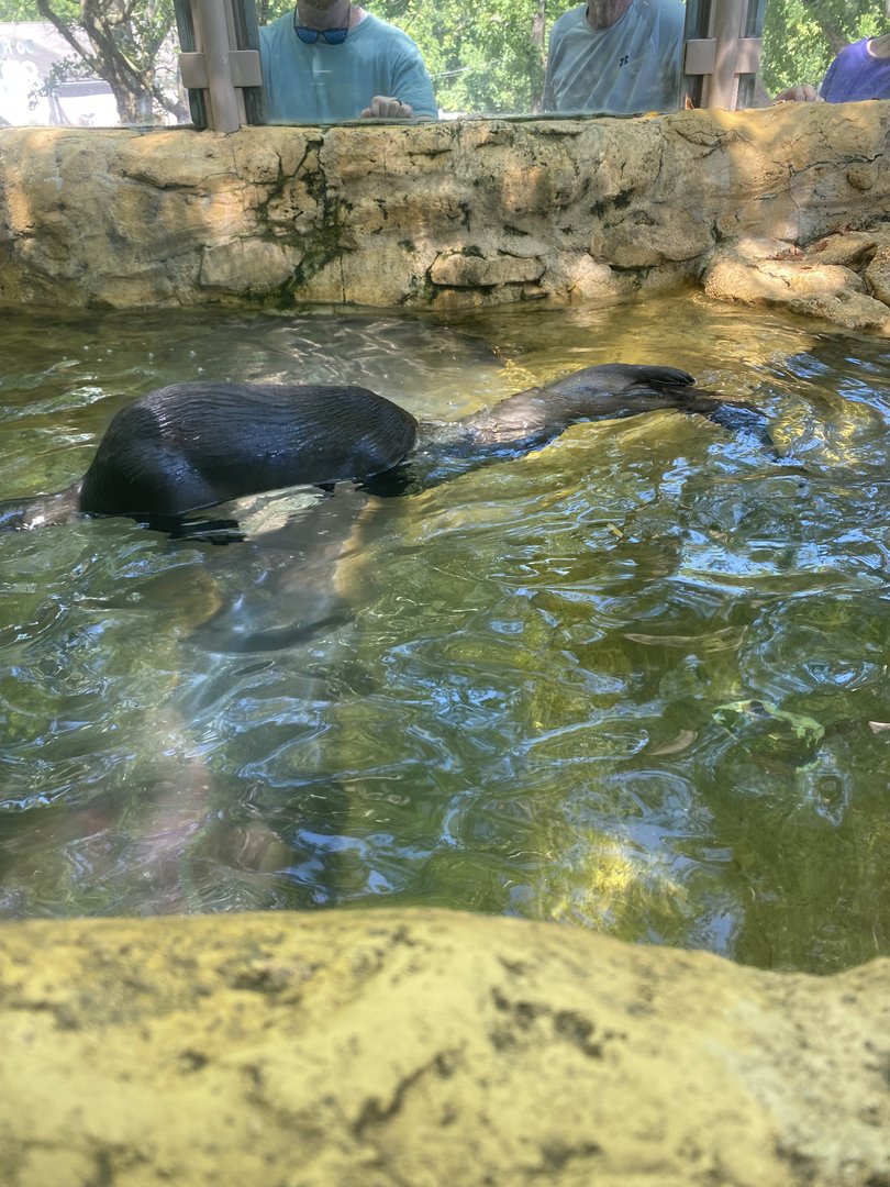 Otter Fight Club 7-11-2023