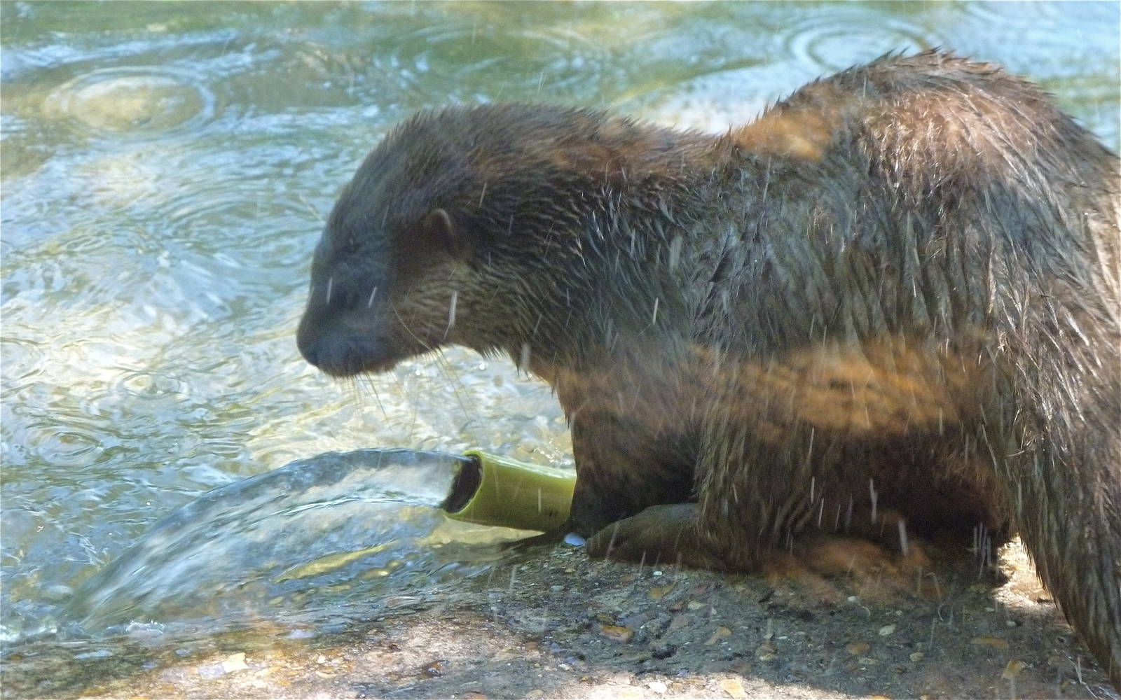 Otter Gardener
