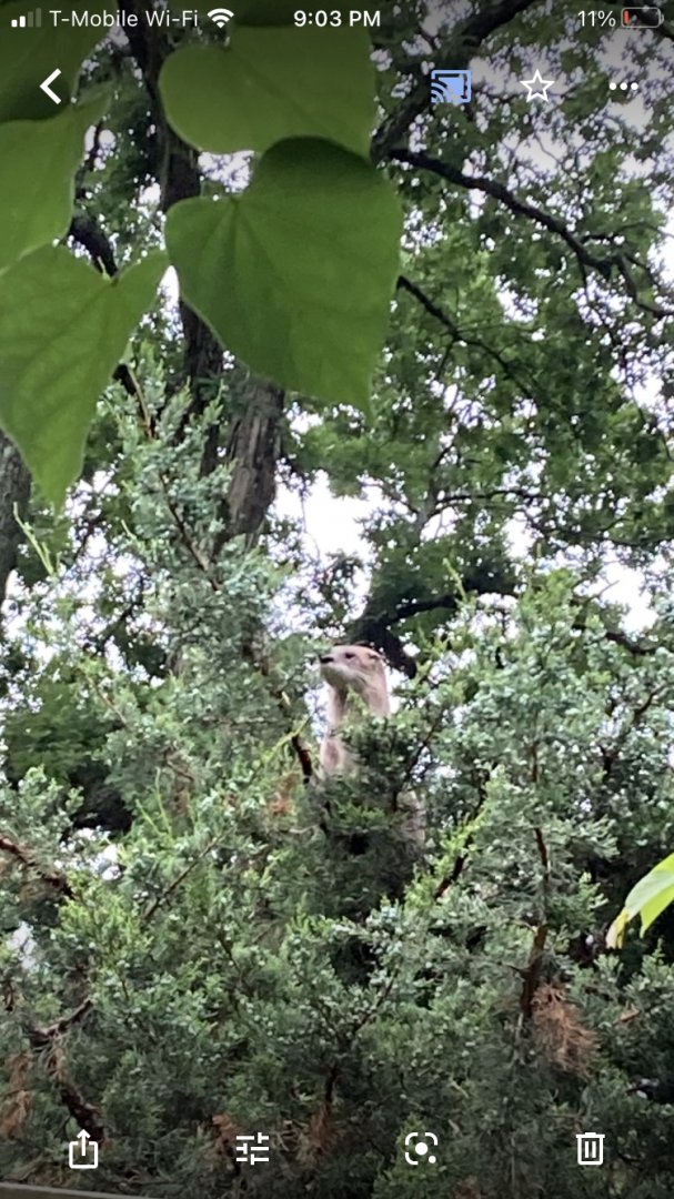 Otter in A Tree at Capron Park Zoo