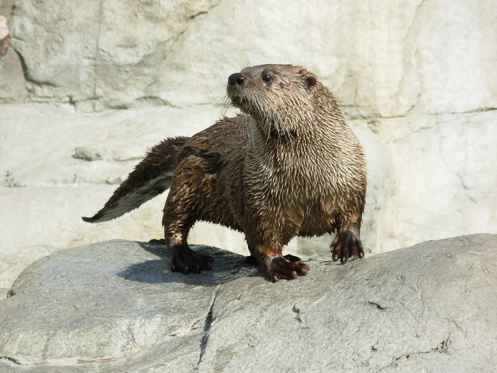 Otter in Children's Zoo - Species?