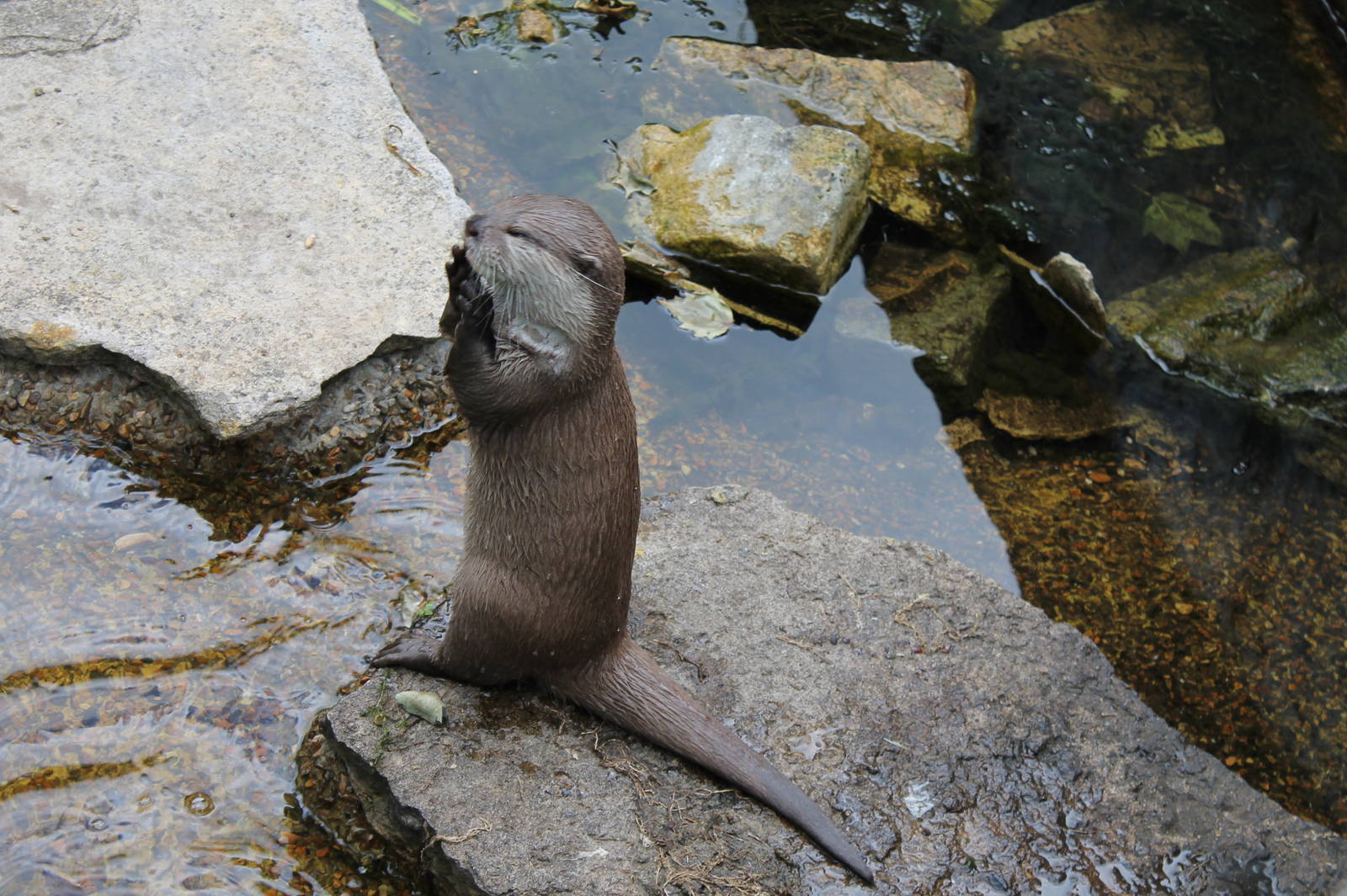 Otter juggling