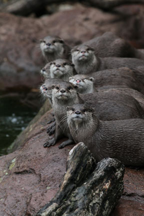 otter lineup