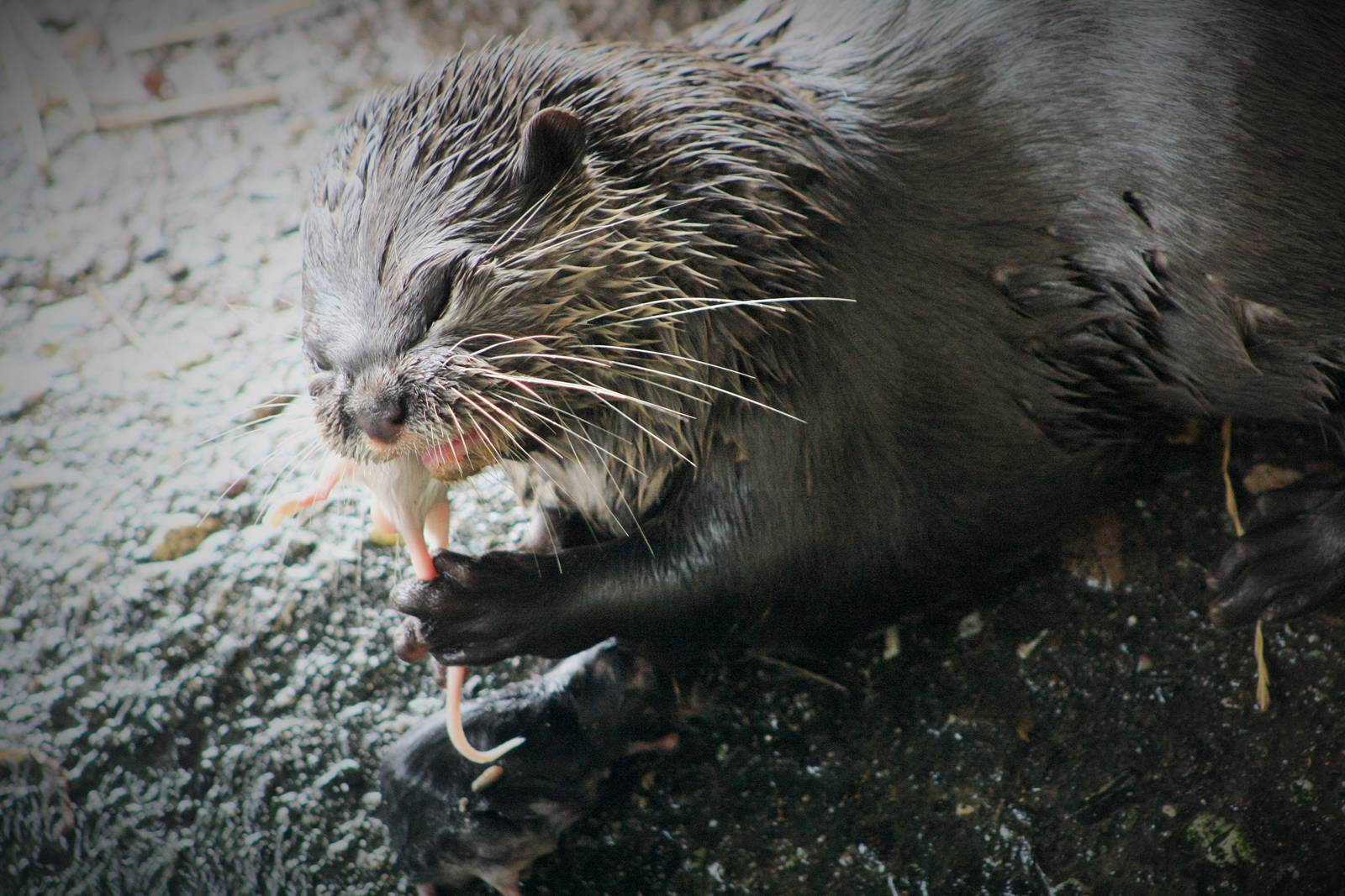 Otter lunch time.