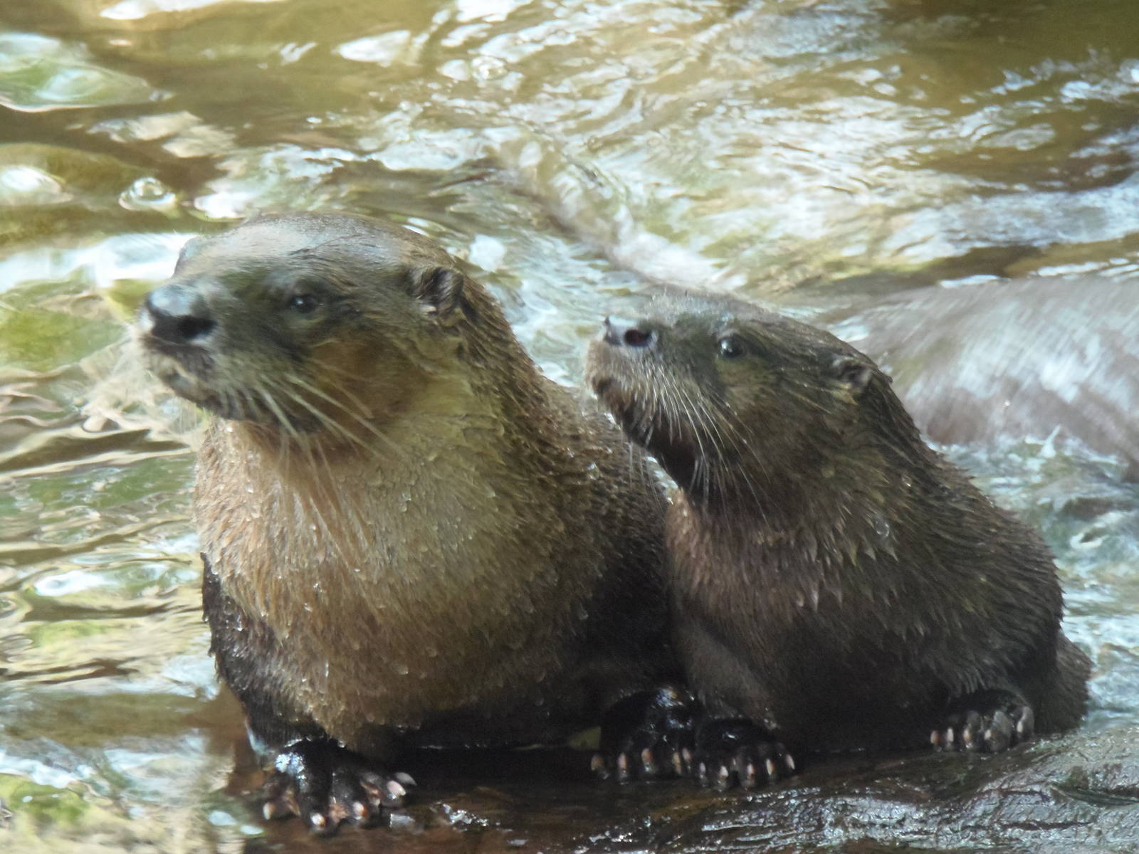 Otter Mother and Pup