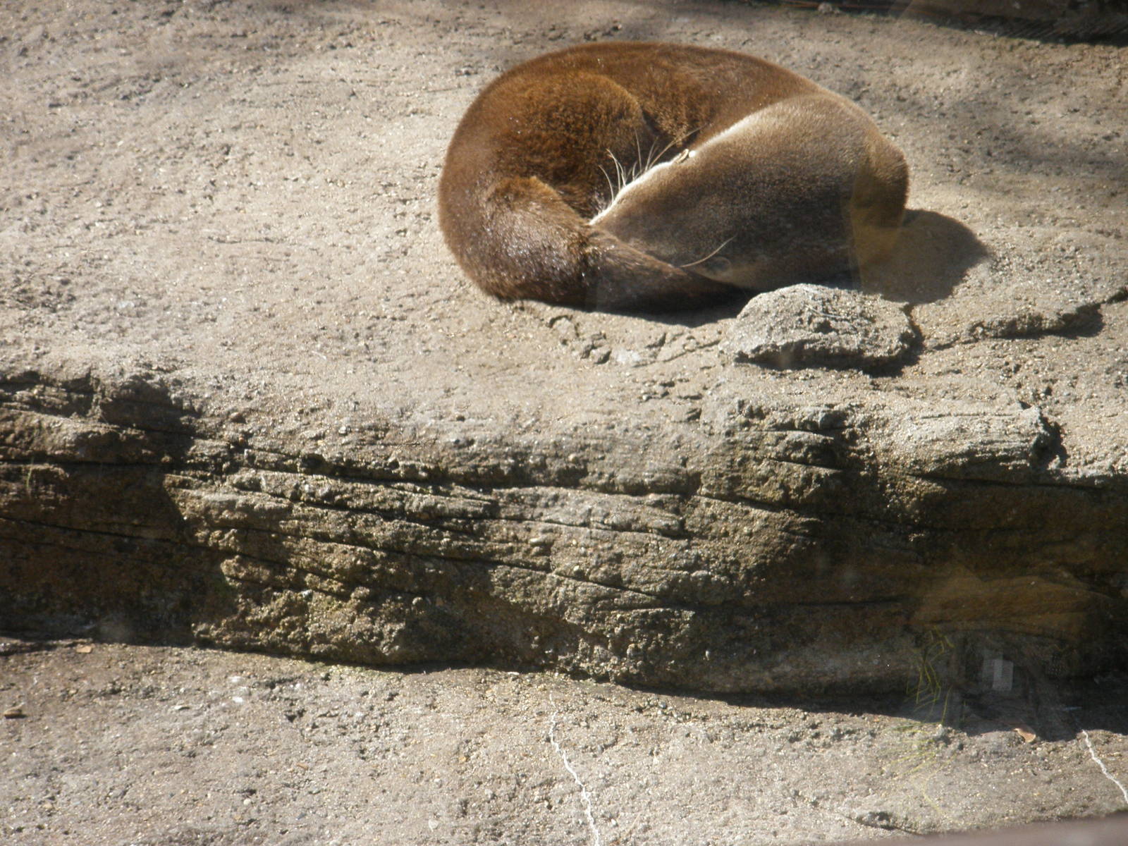 otter nap