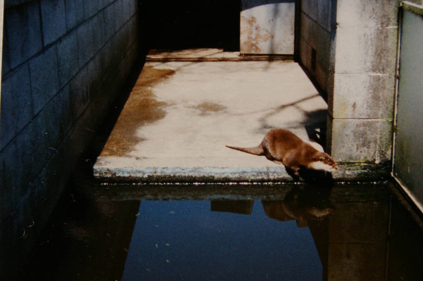 otter, North Brighton Zoo, Christchurch